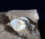 Mosasaurus beaugei ARAMBOURG 1952 & Wirbel non det. - Bild © FossNet FossilienStore